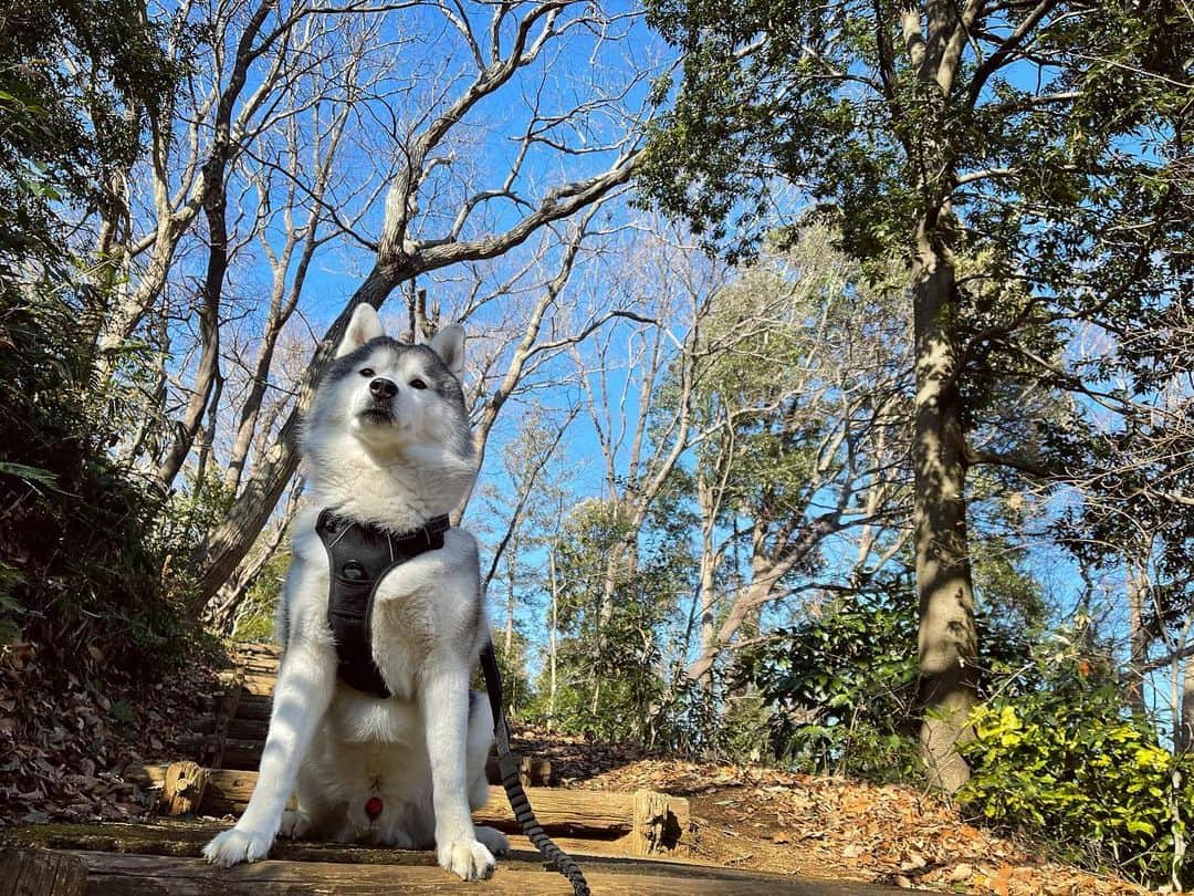 プピプピ文太のインスタグラム：「朝から森行ってきたブンチャス🍃 #siberianhusky #husky #シベリアンハスキー　#犬　#dog」