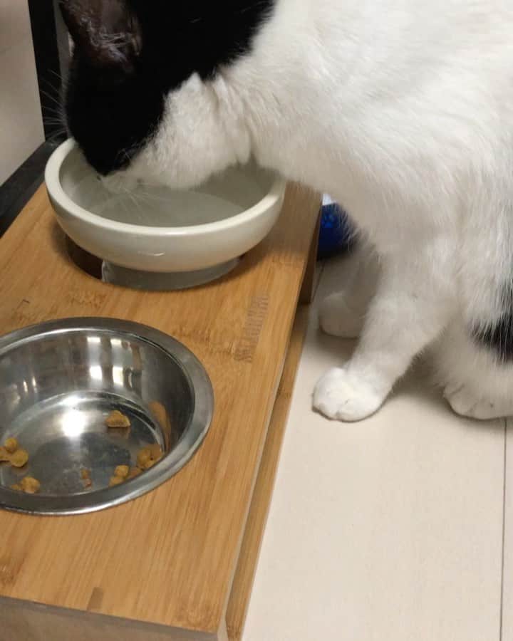 ぽんずのインスタグラム：「迷って迷ってポチっとしてしまった高さのあるフードトレイ(私の食器よりも高級)、届いてすぐにめちゃめちゃ水飲んでくれて一安心。 よく突撃して水こぼすので別のフードトレイのケースで守ってます(笑)  #ねこ#猫#cat#猫好き#親バカ#はちわれ#ハチワレ#はちわれ猫#ハチワレ猫#白黒猫部#にゃんすたぐらむ#ilovecat#猫大好き#うちの猫自慢#白黒猫 #我が家のぽんずくん #ちゅーちゅー妖怪」