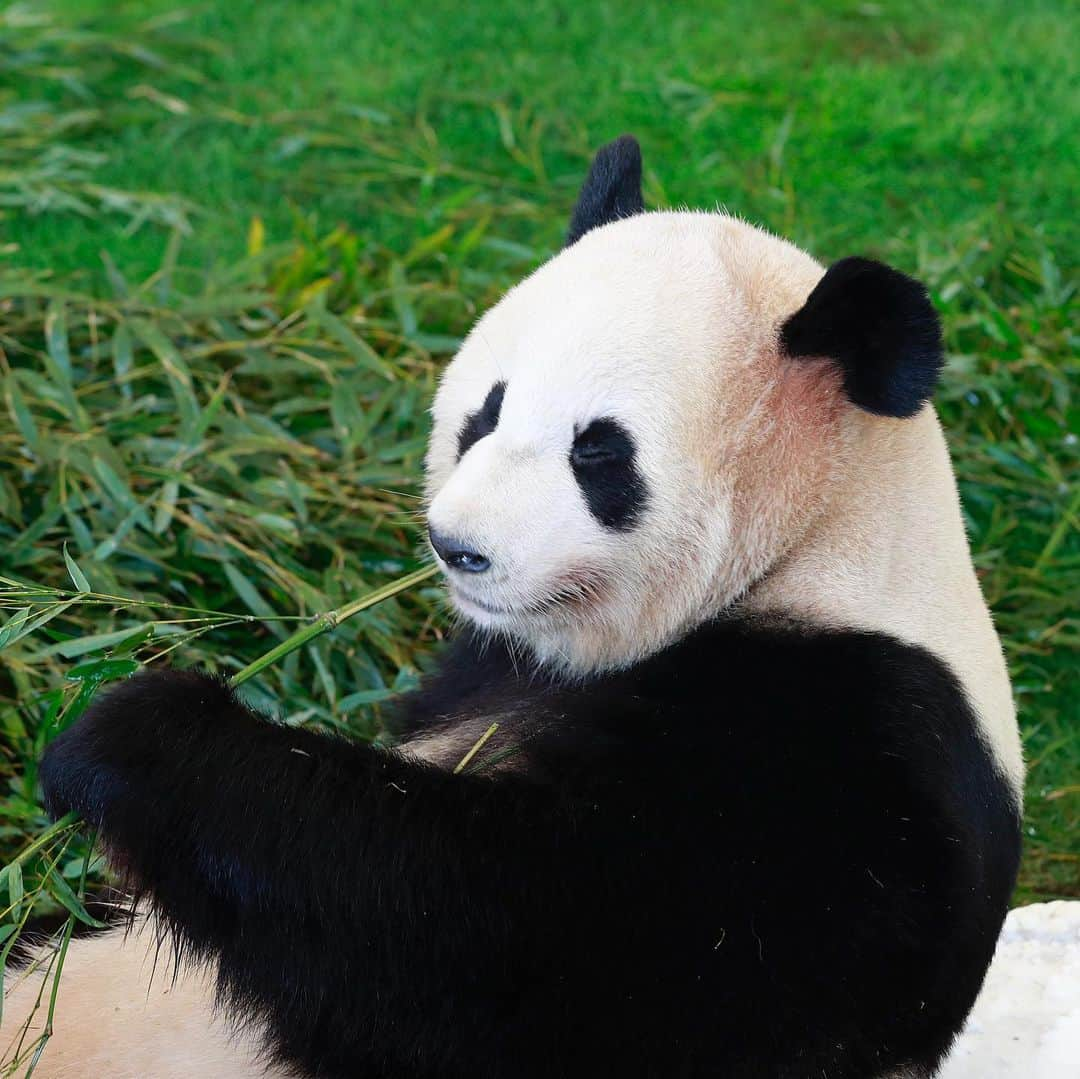 パンダ（白浜）さんのインスタグラム写真 - (パンダ（白浜）Instagram)「ｃｌｏｓｅ　ｙｏｕｒ　ｅｙｅｓ ｐａｒｔ　ｏｎｅ ｂｅｃａｕｓｅ　ｏｆ　ｔａｓｔｅｙ　ｂａｍｂｏｏ　ｆｌａｖｏｒ 🐼😊🐼 #photography #adventureworld #アドベンチャーワールド #ADVENTUREWORLDPANDAS #baby #HELLOLITTLE #pandamental #hellopanda #ハローリトル #ハローパンダ #パンダグラビア #パンダ　and #panda #pandababy 🐼🐼🐼」2月4日 12時16分 - hellopanda_book