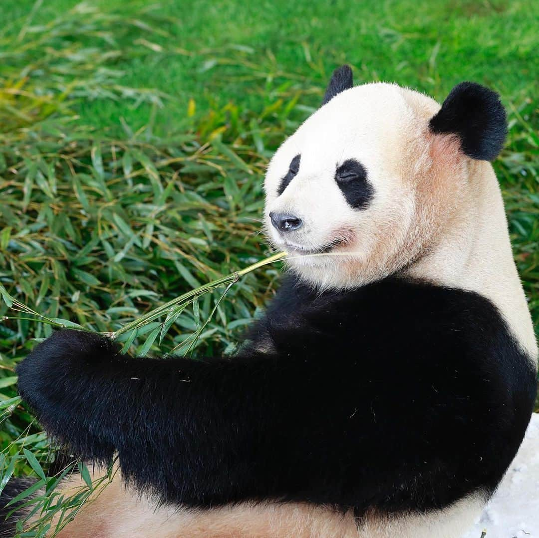 パンダ（白浜）さんのインスタグラム写真 - (パンダ（白浜）Instagram)「ｃｌｏｓｅ　ｙｏｕｒ　ｅｙｅｓ ｐａｒｔ　ｏｎｅ ｂｅｃａｕｓｅ　ｏｆ　ｔａｓｔｅｙ　ｂａｍｂｏｏ　ｆｌａｖｏｒ 🐼😊🐼 #photography #adventureworld #アドベンチャーワールド #ADVENTUREWORLDPANDAS #baby #HELLOLITTLE #pandamental #hellopanda #ハローリトル #ハローパンダ #パンダグラビア #パンダ　and #panda #pandababy 🐼🐼🐼」2月4日 12時16分 - hellopanda_book