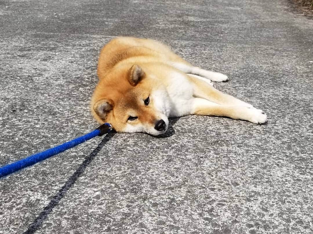 柴犬たま Shibainu Tamaのインスタグラム