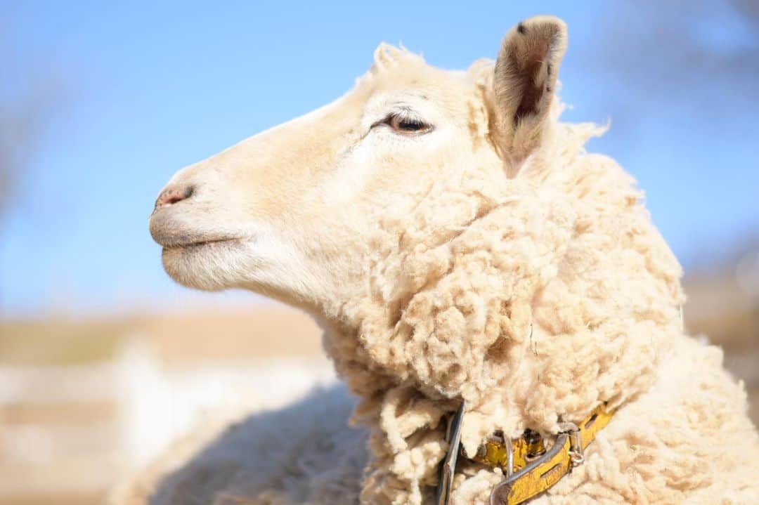 のインスタグラム：「#キメ顔 🐑  にこちゃん  #成田ゆめ牧場 #ゆめ牧場 #牧場 #千葉県 #ひつじ #もふもふ #冬空 #かっこいい #naritadreamfarm #farm #farmstagram #sheep」