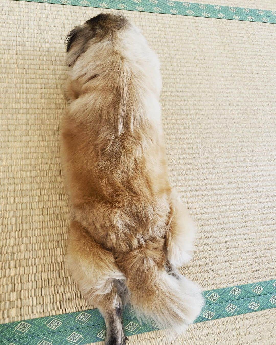神谷えりさんのインスタグラム写真 - (神谷えりInstagram)「2時間近く歩いたもんなぁ  #杏子 #あんこ #保護犬 #ペキニーズ  #pekingese #dog」2月4日 12時49分 - erikamiya