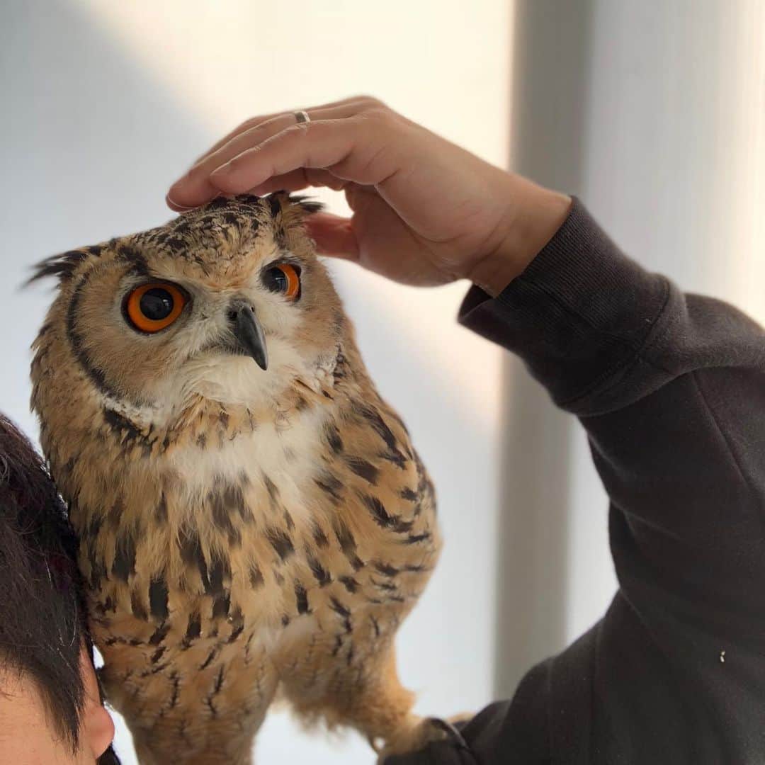 GEN3 Owlのインスタグラム：「ガルーは触られるのそんなに好きじゃなくて、触ろうとするとめんどくさそうな顔するよ😂  Garu doesn't like skinship very much.  But he doesn't get angry.  #owl #owlgaru #フクロウ」