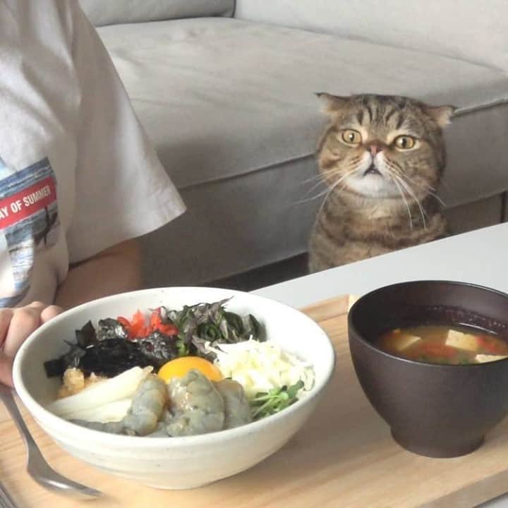 Aww Clubさんのインスタグラム写真 - (Aww ClubInstagram)「Find someone who looks at you like lulu looks at food ⠀ ⠀ 📷@claire_luvcat⠀ ⠀ #meowed #lulu #루루는시위중 #루루 #🇰🇷」2月4日 13時00分 - meowed