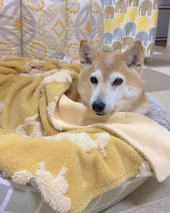 meekooのインスタグラム：「ムニャムニャ…🥱 可愛すぎるりんごさん🍎 #おやすみなさい」