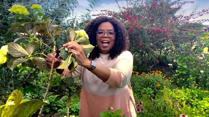 オプラ・ウィンフリーのインスタグラム：「The path to a stronger, healthier life, begins with the love we bring ourselves. Which is why this Valentine’s Day weekend, @ww and I are hosting Oprah’s Your Life In Focus: Be The Love You Need, a live virtual experience that will help you activate the life you most desire. We’ll be joined by @j_corden, @jennifer.garner, @ciara, @kymwhitley, and @doctorshefali, who will help us reset, reconnect, and set a vision forward. Best part? It’s FREE! Sign up by going to ww.com/oprah or tap the link in my bio. See you Saturday, February 13 at 11AM EST/8 AM PST! #OprahandWW」