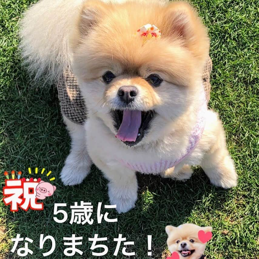 中野佑美のインスタグラム：「. . こなっちゃん💓 2/4 誕生日♪ 5歳になりました😊 , すくすく、無邪気に 愛されキャラ😆 素直に育ってくれてありがとう❣️ , 食いしん坊は健在です笑😆♪ . 2️⃣  ココとお誕生日がちかいので　2人のケーキ🎂を　@m.r.r.chichie さんに作って頂きました💓 お友達にプレゼントはしてましたが、やっと我が子にも😆  ありがとうございました❣️ . 今日はランランラーンをしてきたので すっかり　お眠のこなっちゃん💓 楽しかったねぇ〜😊 . . #こなつ  #ココなっつ  #2/4誕生日　#5歳誕生日  #ぽめらにあん  #ポメラニアン　#ぽめらにあんが世界一可愛い  #ぽめらにあん部  #わんこ部  #いぬすたぐらむ  #癒しわんこ  #柴犬カット  #pecoいぬ部  #わんこけーき  # @m.r.r.chichie  #似顔絵ケーキ」