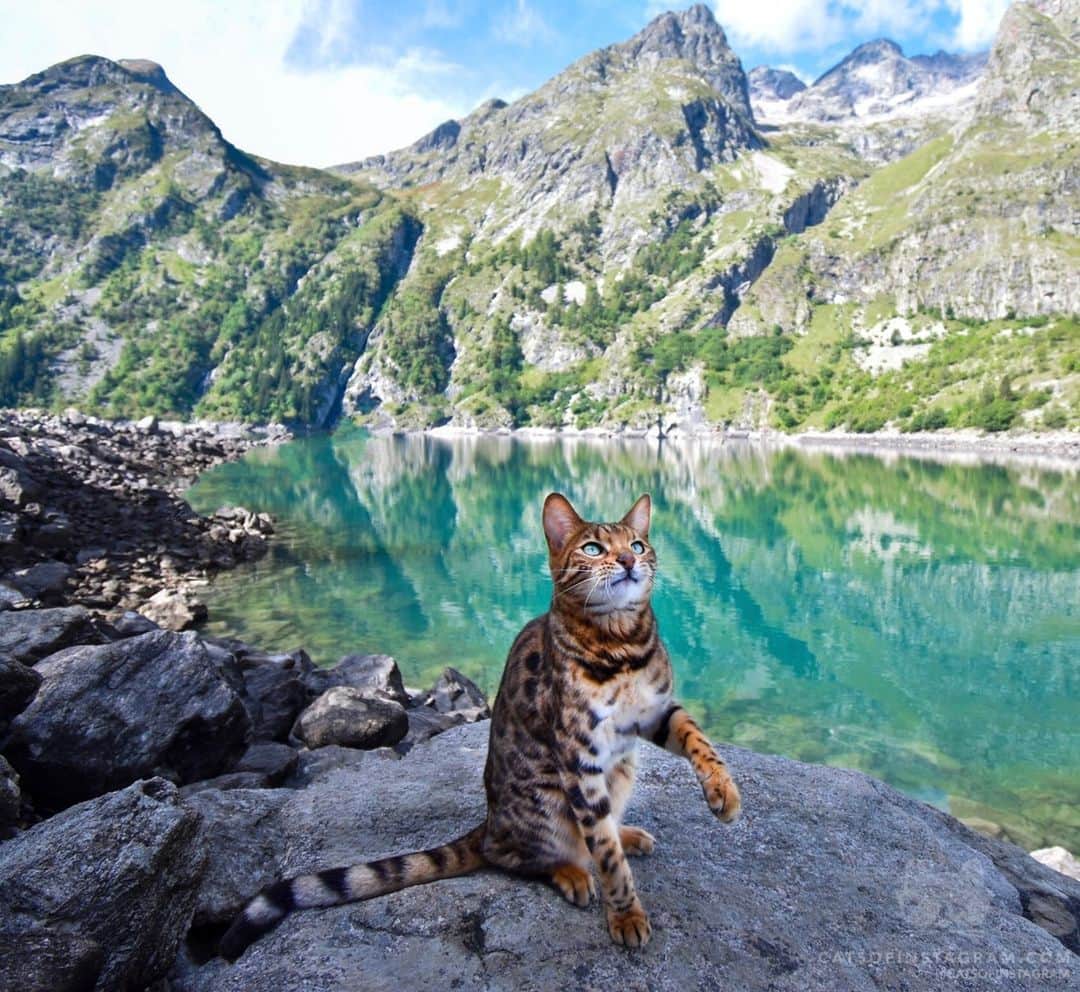 Cats of Instagramさんのインスタグラム写真 - (Cats of InstagramInstagram)「From @nelsonnthecat: “All you need is the peace of nature 😸! #HelloFrom 📍Parc National des Écrins, France” #twitterweek #catsofinstagram」2月4日 23時36分 - cats_of_instagram