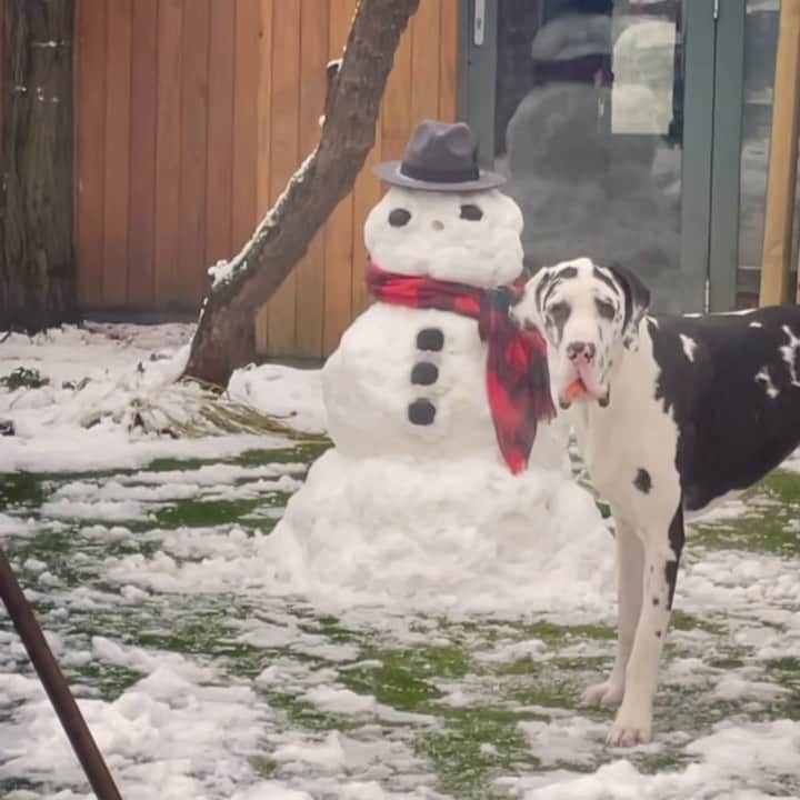 DogsOf Instagramのインスタグラム：「“When your favorite snack is also the snowman’s nose” — @its.me.odin   #dogsofinstagram #itwasntme #greatdanesofinstagram」