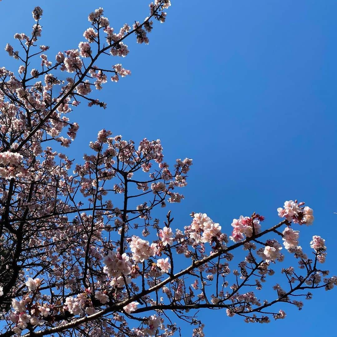 田添菜穂子さんのインスタグラム写真 - (田添菜穂子Instagram)「皇居北の丸公園の寒桜。  青空に映えてしばらく見入ってしまいました✨ 春はもうすぐ🌸  #北の丸公園 #皇居 #寒桜 #cherryblossom」2月4日 23時39分 - nahokotazoe