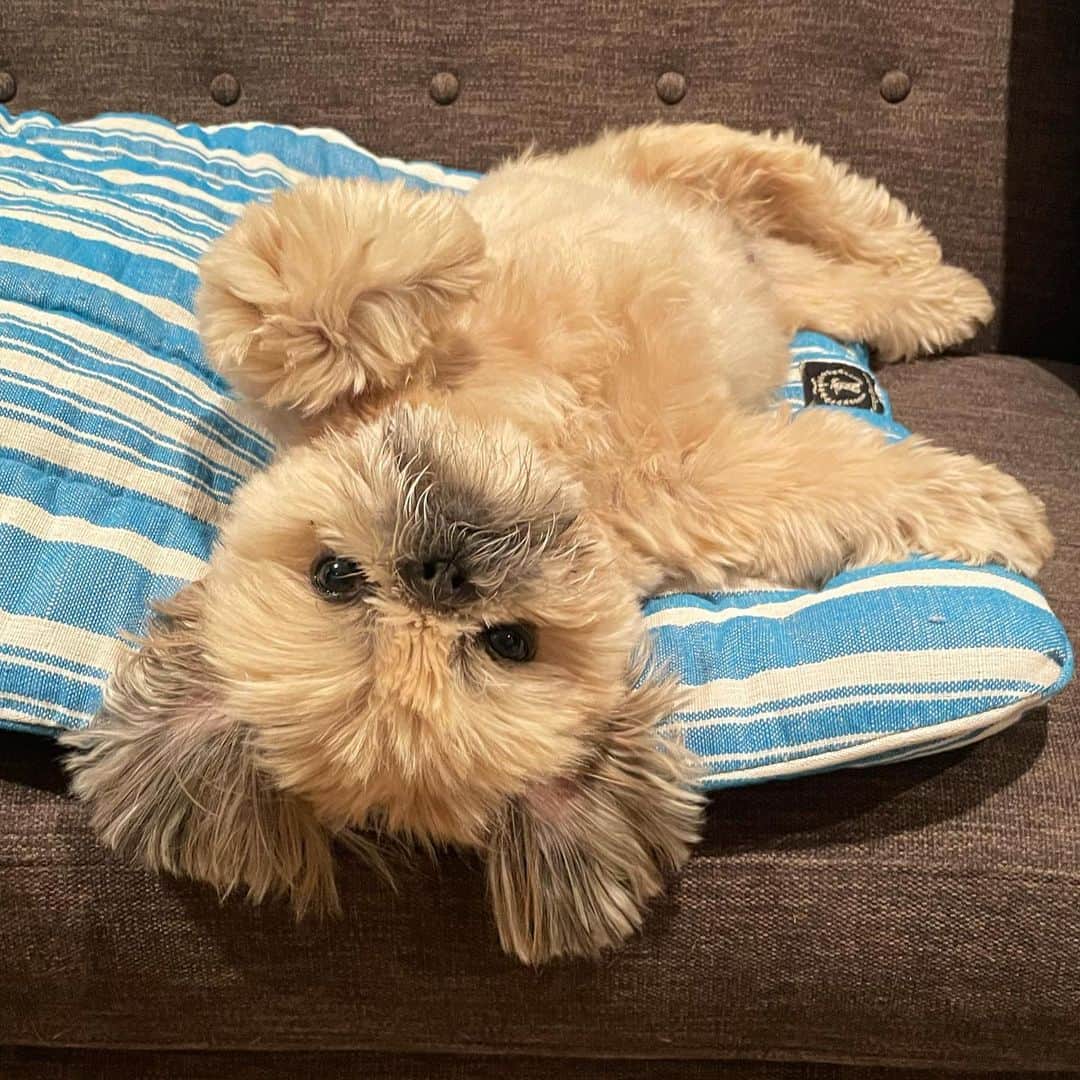 Dougie the Shih Tzuのインスタグラム：「Couch Koala」
