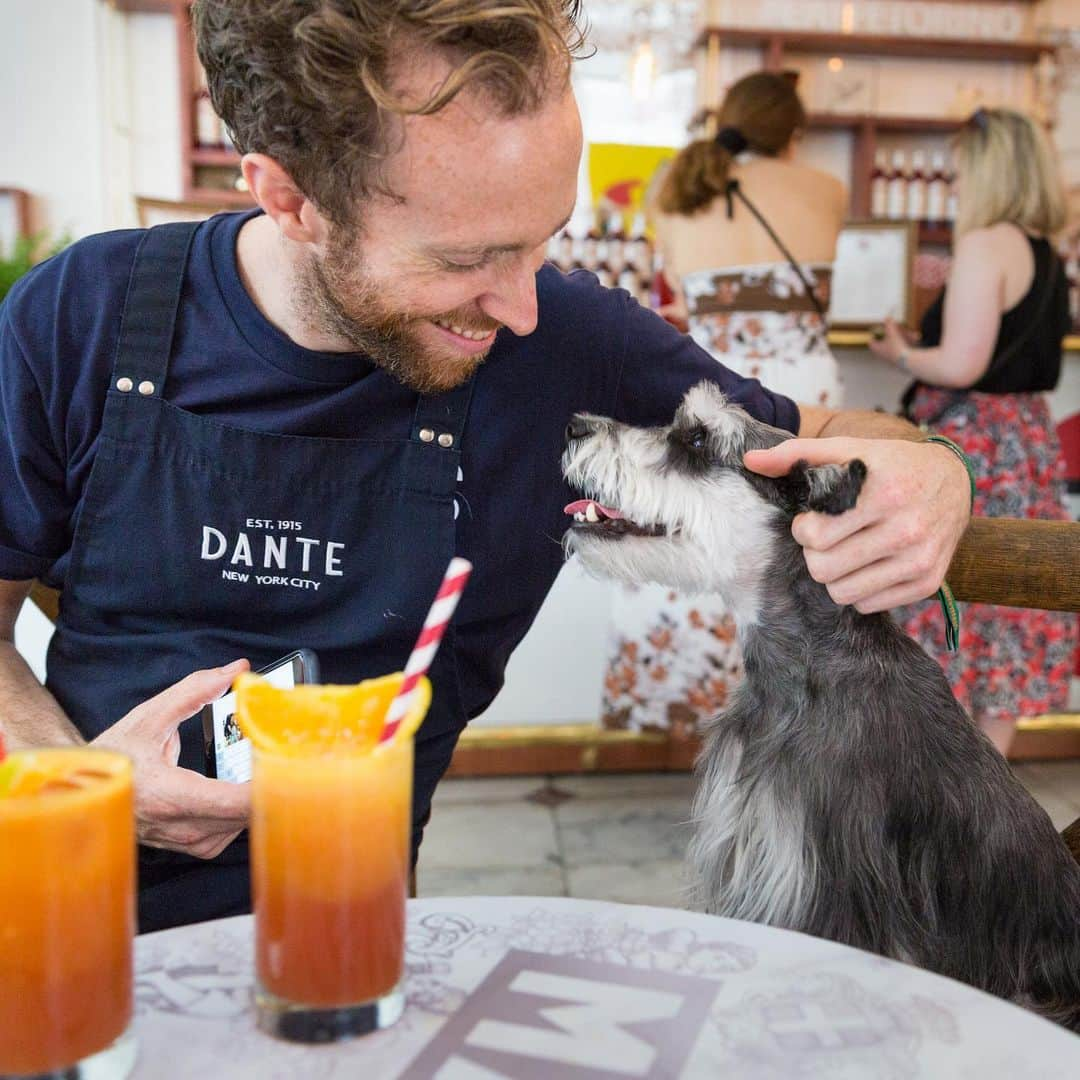 Remix the Dogさんのインスタグラム写真 - (Remix the DogInstagram)「Throwback to some great times traveling around the US with the human and his work. Who wants to join me for a cocktail when this pandemic is over? 🍹 #MyBacardiMoment」2月4日 23時51分 - remixthedog