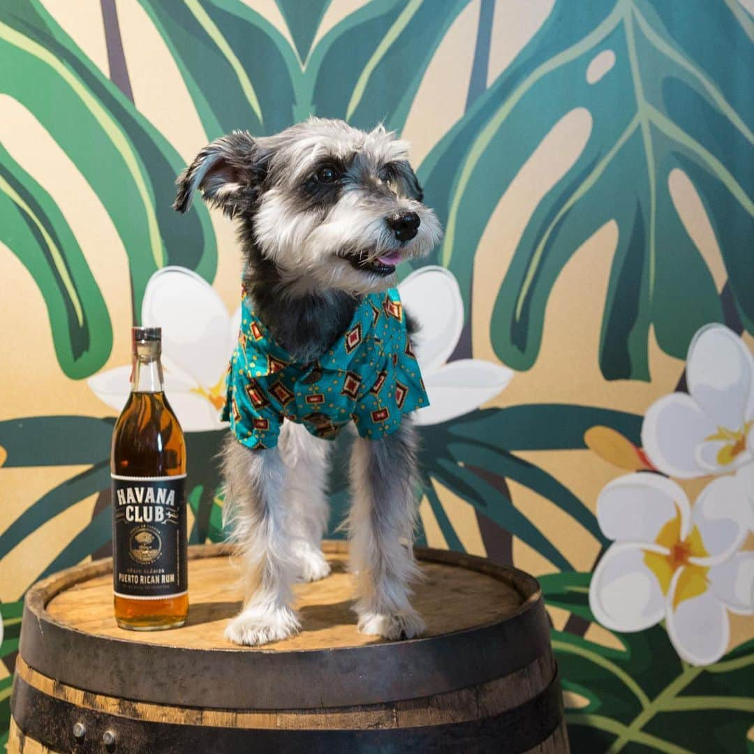 Remix the Dogさんのインスタグラム写真 - (Remix the DogInstagram)「Throwback to some great times traveling around the US with the human and his work. Who wants to join me for a cocktail when this pandemic is over? 🍹 #MyBacardiMoment」2月4日 23時51分 - remixthedog