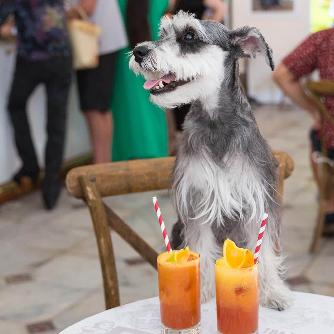 Remix the Dogさんのインスタグラム写真 - (Remix the DogInstagram)「Throwback to some great times traveling around the US with the human and his work. Who wants to join me for a cocktail when this pandemic is over? 🍹 #MyBacardiMoment」2月4日 23時51分 - remixthedog