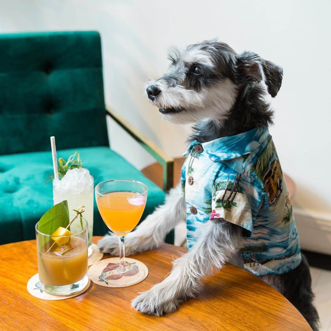 Remix the Dogのインスタグラム：「Throwback to some great times traveling around the US with the human and his work. Who wants to join me for a cocktail when this pandemic is over? 🍹 #MyBacardiMoment」