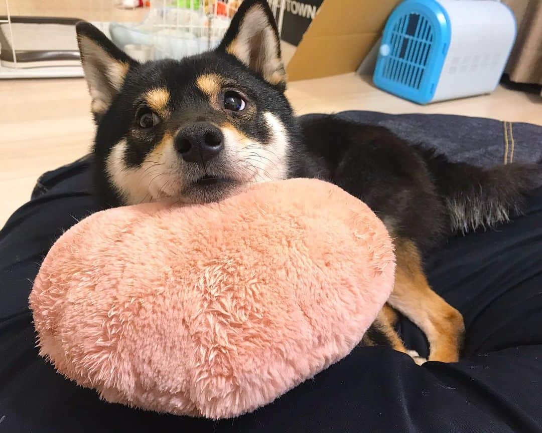 まめ丸のインスタグラム：「* * おやすみー🐶💓 * #おっきいハートあげるね♡ #ぼくがあごまくらにしてるやつ * #柴犬#豆柴#柴#黒柴#犬#ふわもこ部#いぬのきもち部#shiba#shibainu#shibastagram#shibadog#puppy#instadog#dogstagram#dog#instashiba#petstagram#pet#cutepetclub#강아지#멍스타그램#doglover#ilovemydog#weeklyfluff#boopthesnoot」