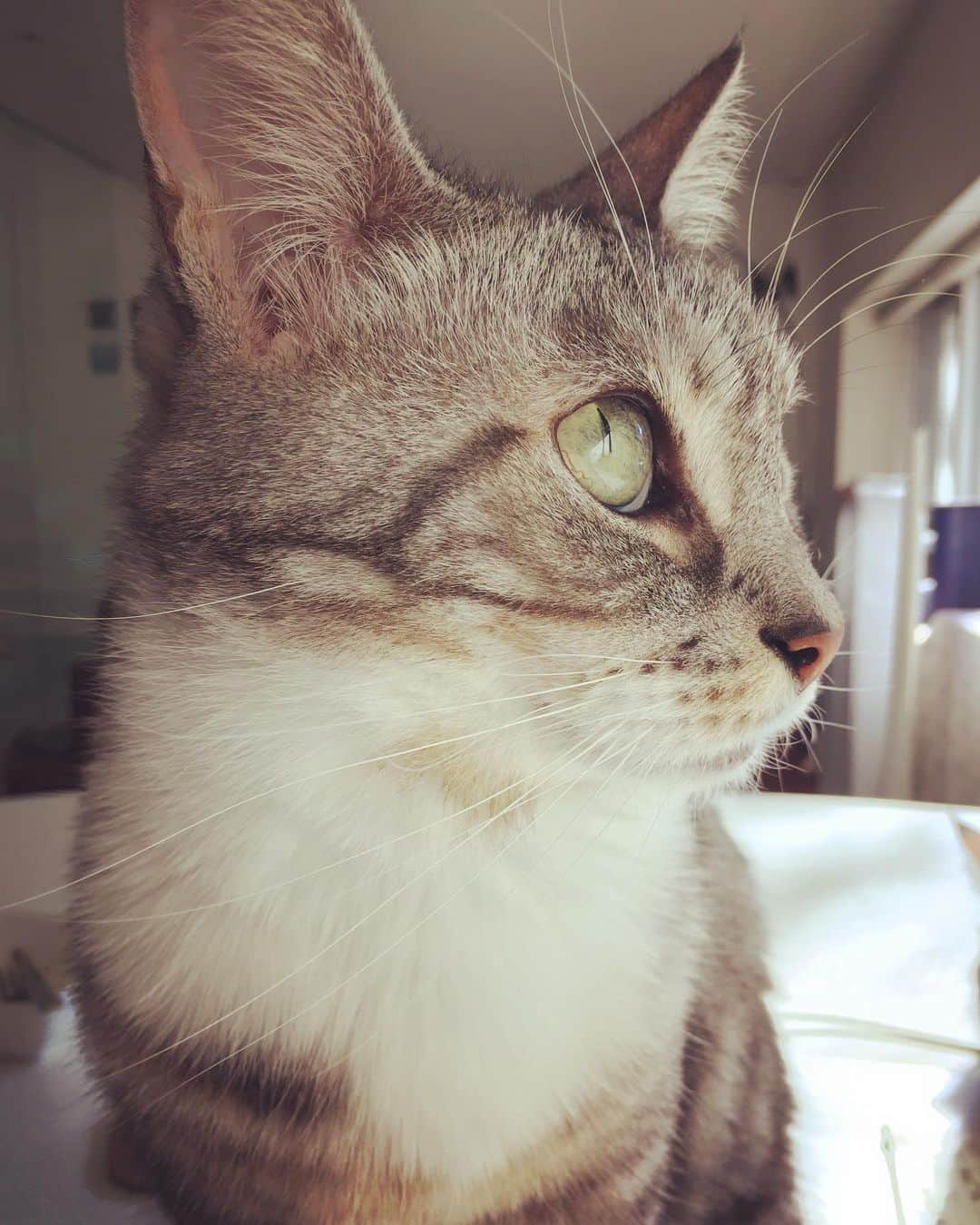 浅田信一のインスタグラム：「Forever  #命日 #待ち受け」
