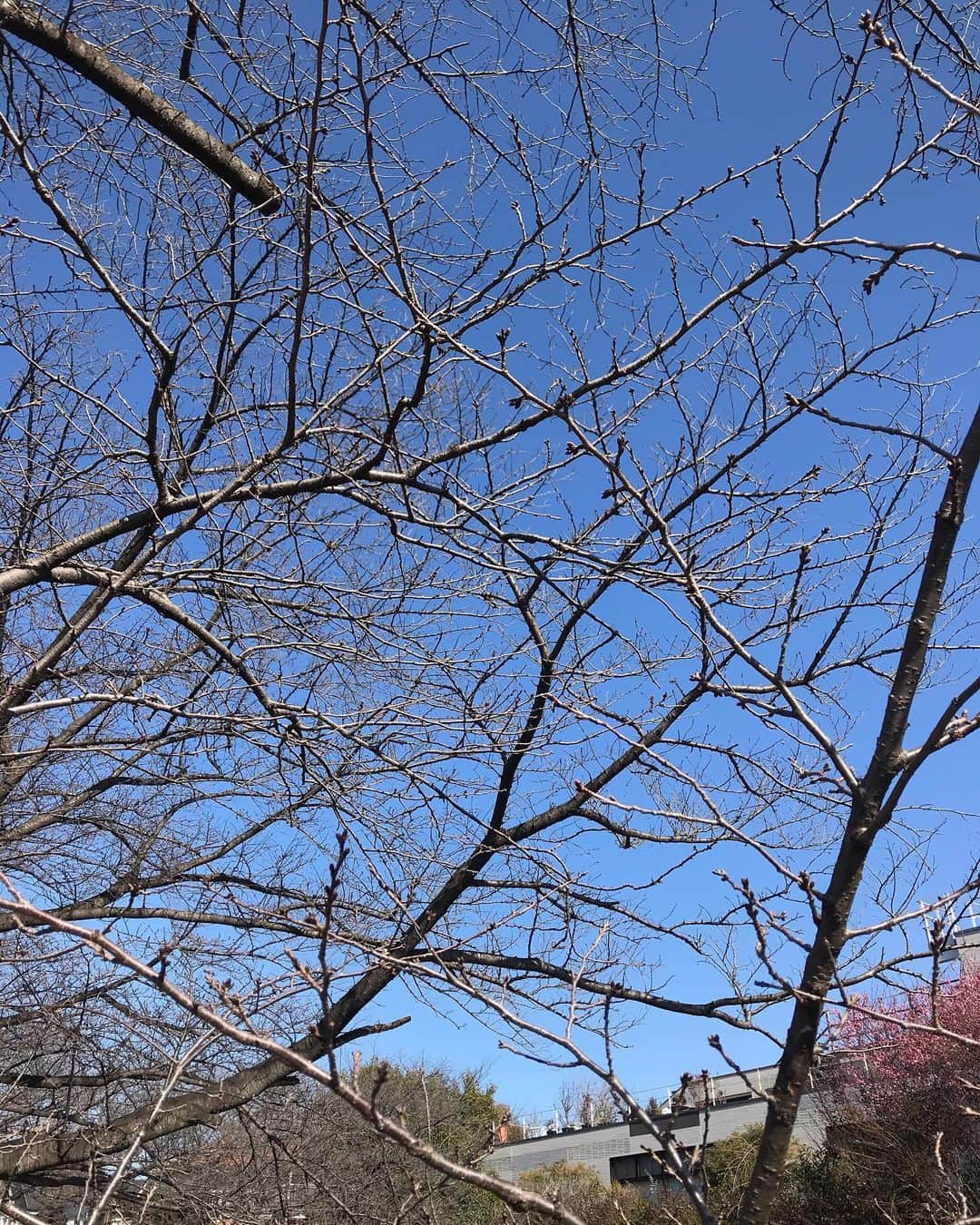 アヤメのインスタグラム：「Spring is heading to here🦆🦆🐟🐟🌸🌸 あっという間に咲くんだろうね #春に向かう」