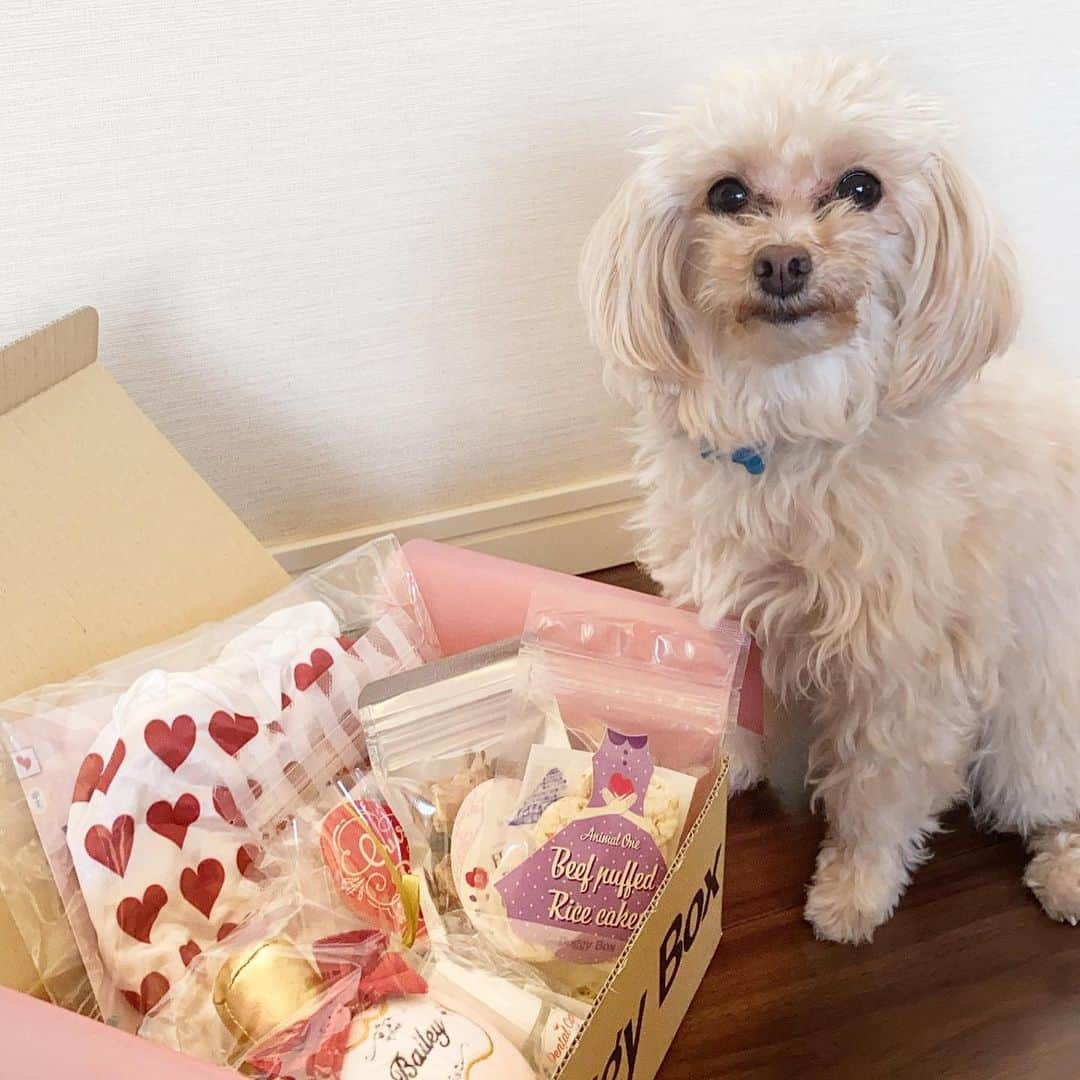 May Pakdee メイ パクディのインスタグラム：「Peanut got his February delivery Today😂🎁 #Happymaltipoo . . . 今朝ピーナッツ宛に素敵なドギーボックスが届きました😂💕　可愛いおもちゃとおやつが沢山🍭　バレンタインの2月なのでハート♥️とピンクいっぱい☺️. . . #maltipoo #poodle #mix #doggybox #ﾄﾞｷﾞﾎﾞ#pr」