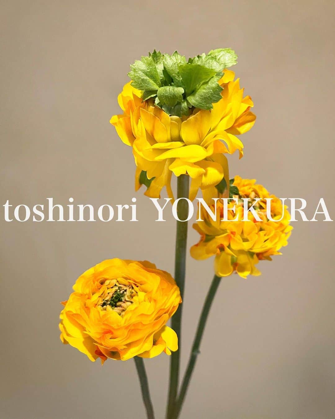 米倉利紀さんのインスタグラム写真 - (米倉利紀Instagram)「flowers of this week #男花 #花のある生活」2月4日 15時38分 - toshi_yonekura