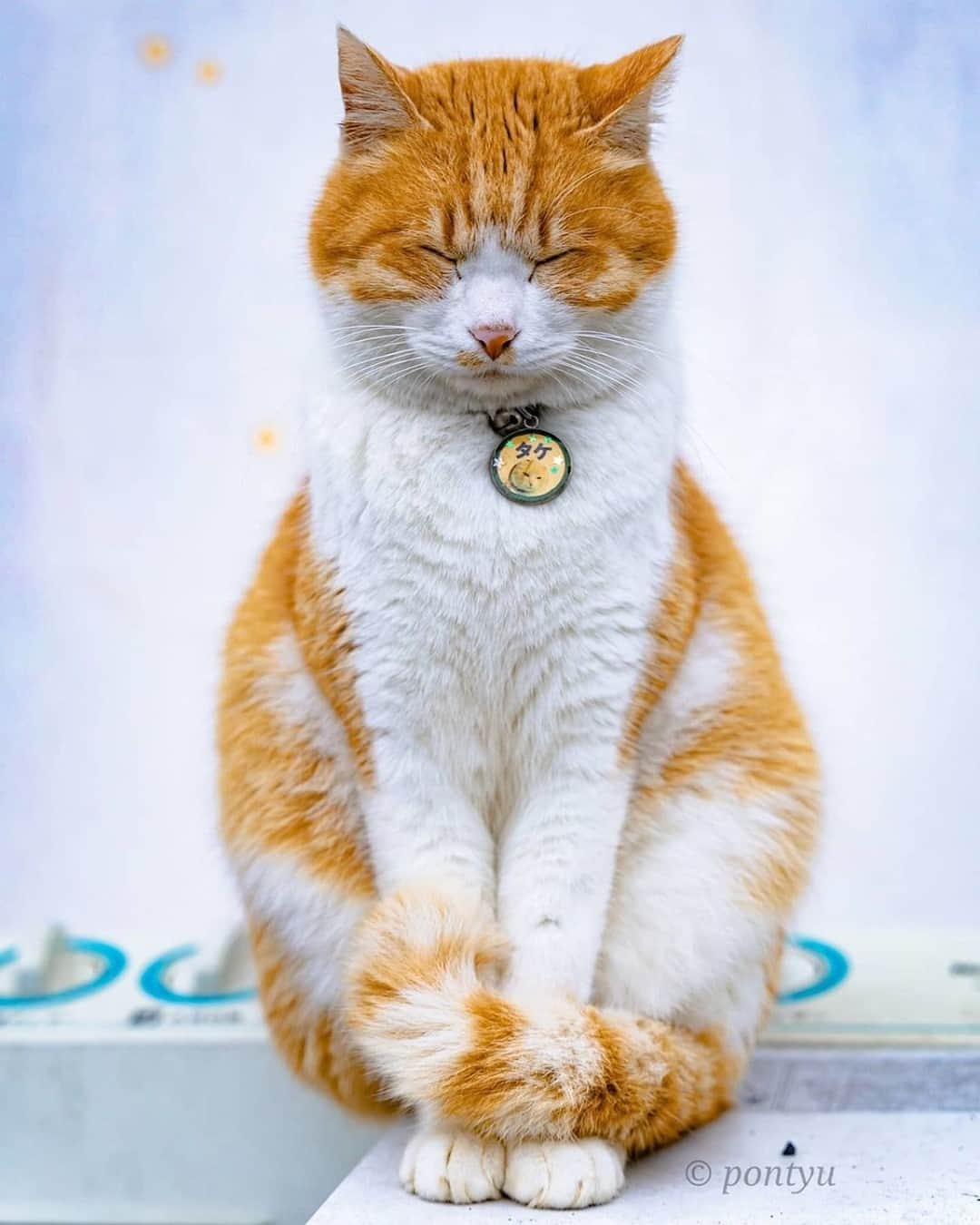 NEKOくらぶさんのインスタグラム写真 - (NEKOくらぶInstagram)「猫寺で瞑想中の猫仏😺⠀ @ponpontyu さんの作品ですにゃ（＝ΦωΦ＝）⠀ *⠀ いいね！＆コメント大歓迎！！⠀ *⠀ #nekoclub #NEKOくらぶ #Japan #Photo #写真 #日本 #cat #ネコ #ねこ #猫 ⠀ Follow: @nekoclub_jpn⠀ *⠀ ▼【廣済堂出版共同企画】NEKOくらぶの皆さまとつくる「NEKOくらぶ写真集」、発売中♪（＝ΦωΦ＝）⠀ ※詳細は本アカウント「 @nekoclub_jpn 」のプロフィールに固定しているハイライトから⠀ *⠀ ※当アカウントでシェアさせていただいた作品は、東京カメラ部YouTubeアカウントでも投稿者様のお名前入りでご紹介させていただく場合があります。これらの使用に関して原則通知は行いませんので、予めご了承ください。⠀ ※皆様、政府、自治体など公的機関の指示に従った行動をお願いします。⠀ 東京カメラ部および分室では、写真を「見る楽しみ」を提供することを通して、微力ながら皆様にわずかな時間でも癒しをお届けしたいと思っております。⠀ ※本アカウントは東京カメラ部がFacebook、Instagramのサービスを利用して運営しているもので、Facebook社・Instagramとは一切関係ありません。」2月4日 16時00分 - nekoclub_jpn