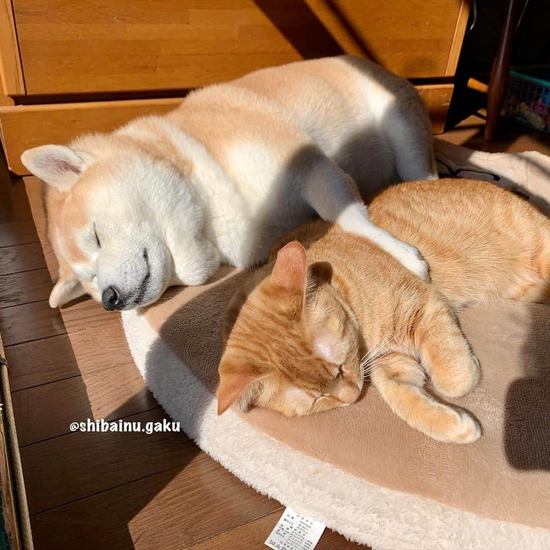 Kazumi-Gakumamaさんのインスタグラム写真 - (Kazumi-GakumamaInstagram)「今日のお昼寝➰🐕🐈💤 *  やけに静かだと思ったら、隣の部屋で仲良く寝ていた岳と寅次朗💞 *  窓に映った姿も可愛い〰️😍🤩😌 🐾----*----*----*----🐾 Today's nap🐕🐈💤 The figure reflected in the window is also cute😍🤩😌 🐾----*----*----*----🐾 柴犬 #岳 #柴犬岳 #柴犬ガク#gaku #shibainugaku #shiba #shibainu #shibastagram #いぬすたぐらむ #dogsofinstagram #寅次朗 #茶トラ #まるどら #gingercat  #にゃんすたぐらむ #catoftheday #岳と寅次朗 #pecoいぬ部 #pecoねこ部 #pecotv #ワンフルエンサー #ニャンフルエンサー #甘えん坊将軍 #ここ柴部 #柴犬のここが好き #柴ドラ #今日のお昼寝 #仲良し兄弟 #20210204」2月4日 16時29分 - shibainu.gaku