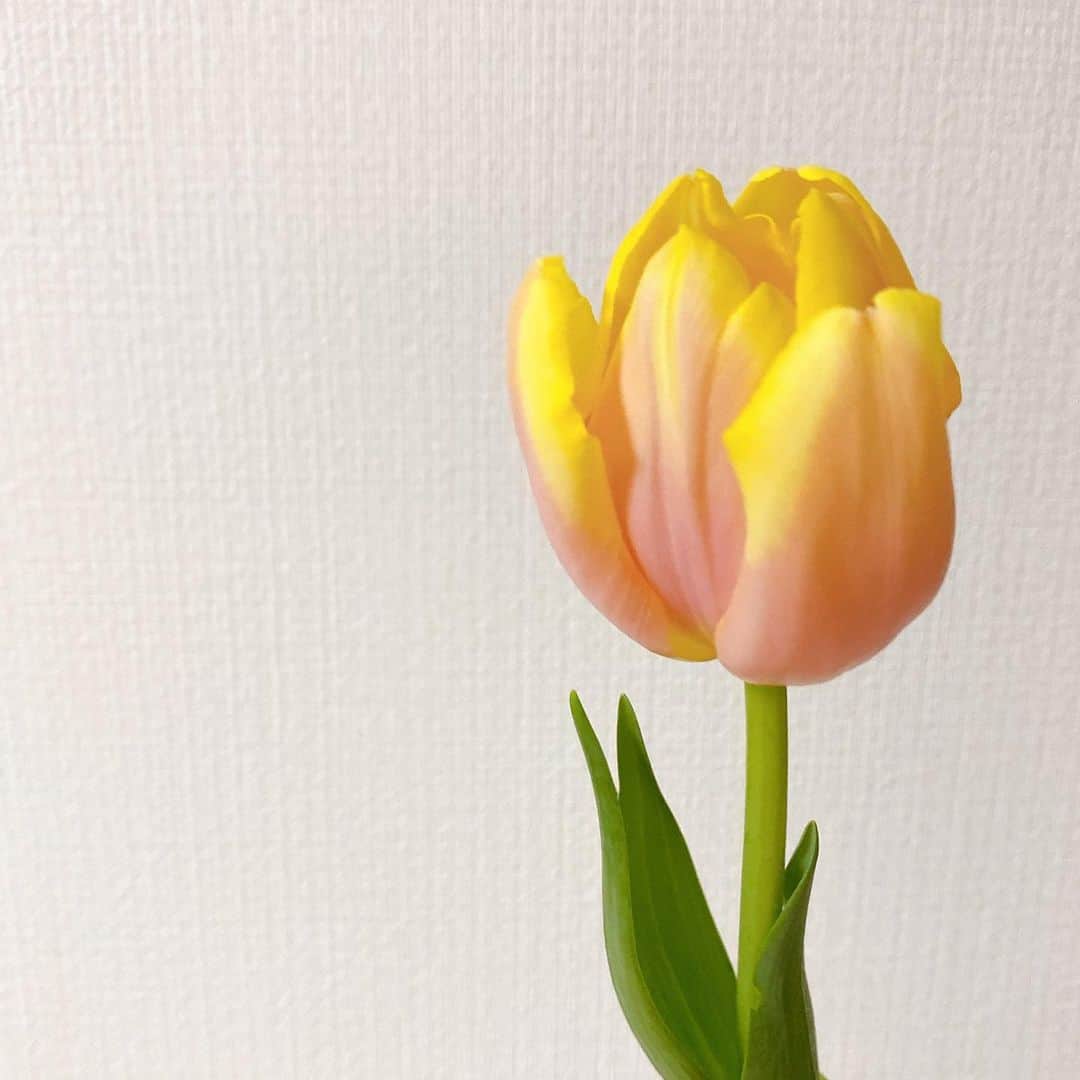 柴田平美さんのインスタグラム写真 - (柴田平美Instagram)「コーラルピンクと イエローの グラデーションが 綺麗なチューリップを 家に呼びました🌷  ＊  一目惚れでした。  ＊  お昼になると 花がふわっと開いていて、 その姿もまた可愛らしくて。  花のある生活 おすすめです💐💐💐  ＊  #チューリップ #グラデーション #花のある暮らし  #北海道 #アナウンサー」2月4日 17時30分 - narumi.shibata99