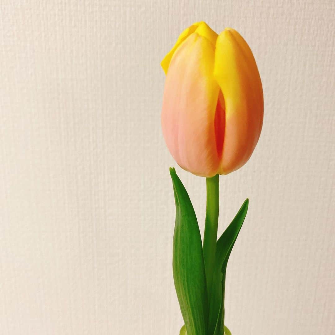 柴田平美のインスタグラム：「コーラルピンクと イエローの グラデーションが 綺麗なチューリップを 家に呼びました🌷  ＊  一目惚れでした。  ＊  お昼になると 花がふわっと開いていて、 その姿もまた可愛らしくて。  花のある生活 おすすめです💐💐💐  ＊  #チューリップ #グラデーション #花のある暮らし  #北海道 #アナウンサー」