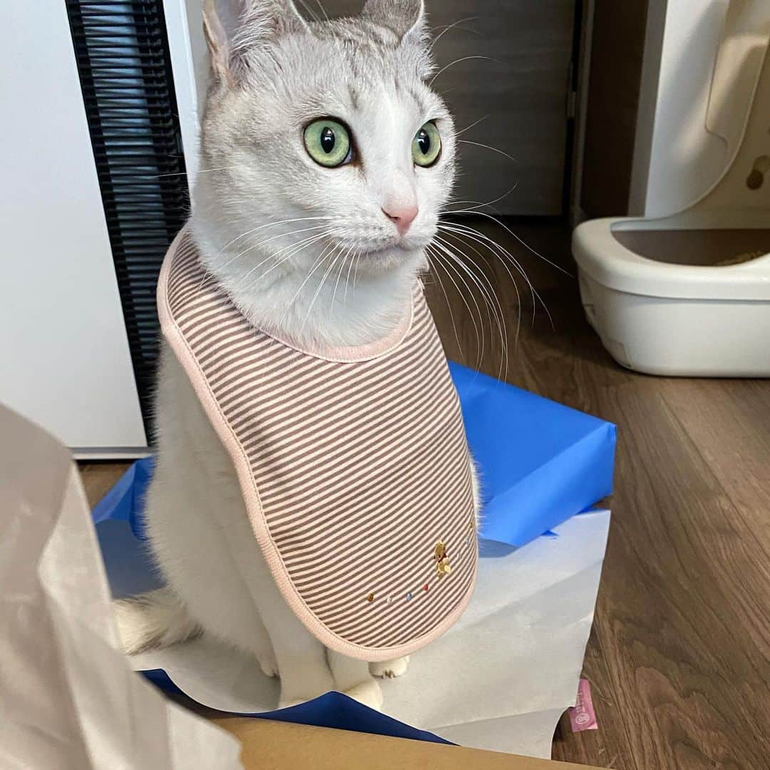 つるちゃんさんのインスタグラム写真 - (つるちゃんInstagram)「これあたちの？？🤨 . #猫 #ねこ #にゃんこ #美猫 #ねこ部 #ふわもこ部 #ねこすたぐらむ #ペコねこ部 #猫好きさんと繋がりたい #にゃんすたぐらむ #cat #neko #instacat #catstagram #instagramcats  #catsconnect #meowbox #picneko #bestmeow #catsofinstagram #meowed #rakutenpet」2月4日 17時44分 - tsuru.nyan