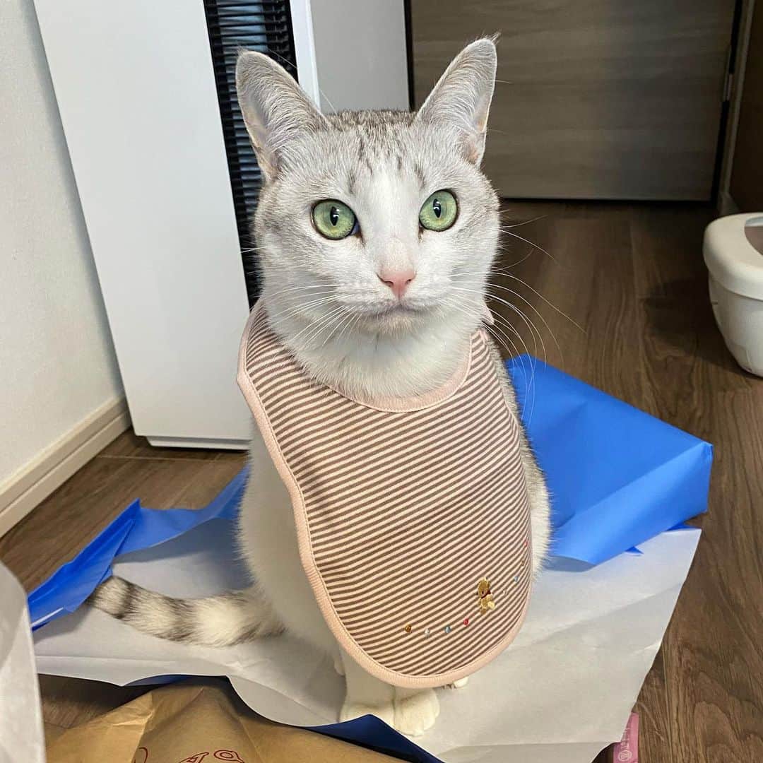 つるちゃんさんのインスタグラム写真 - (つるちゃんInstagram)「これあたちの？？🤨 . #猫 #ねこ #にゃんこ #美猫 #ねこ部 #ふわもこ部 #ねこすたぐらむ #ペコねこ部 #猫好きさんと繋がりたい #にゃんすたぐらむ #cat #neko #instacat #catstagram #instagramcats  #catsconnect #meowbox #picneko #bestmeow #catsofinstagram #meowed #rakutenpet」2月4日 17時44分 - tsuru.nyan