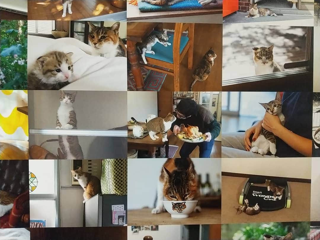 リンネルさんのインスタグラム写真 - (リンネルInstagram)「先週末、写真家の安彦幸枝さんの写真集『庭猫スンスンと家猫くまの日日』の発売記念の展示に行ってきました🐈️  スンスンやくまの写真に囲まれてキラキラとしていたかわい子ちゃんコーナー(写真１枚目)にきゃーきゃーと言いながらときめいてひと盛り上がり🥺♥  写真はもちろん、安彦さんの書く猫たちのお話も好きすぎて、展示された写真をみながらまたぐっときてしまいました。  猫好きもそうでない人にもすっと心の隙間に入ってきてくれる、チャーミングであたたかい一冊です。(またつい宣伝してしまいました 笑)  かわいかったなぁ～ 心が元気になりました🌼  #庭猫スンスンと家猫くまの日日 #安彦幸枝 さん #猫」2月4日 17時46分 - liniere_tkj