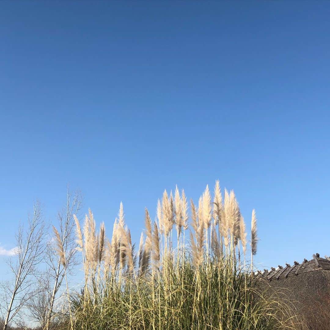 野村仁美さんのインスタグラム写真 - (野村仁美Instagram)「ロケ撮影📸🌿🌿🌿🌿🌿 入り口のおばちゃんに、春一番よー。 と言われた風は絶対に北風だったけど、 夢の様な写真が撮れました。」2月4日 17時52分 - hitominomura