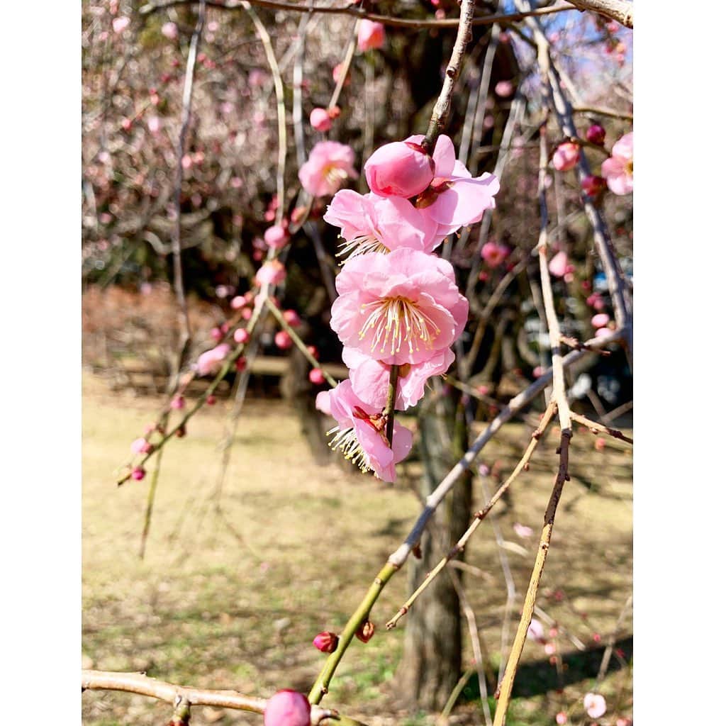 七瀬遥のインスタグラム：「ふと、お散歩🚶‍♀️🍃 お天気良くて☀️ とっても穏やかで☺️💖  小さな春を見つけたよ🌸🌸🌸  #春#お天気#お散歩#beautiful#happy #fun#good#friend#happy#love#happiness#good#smile#tokyo#japan」