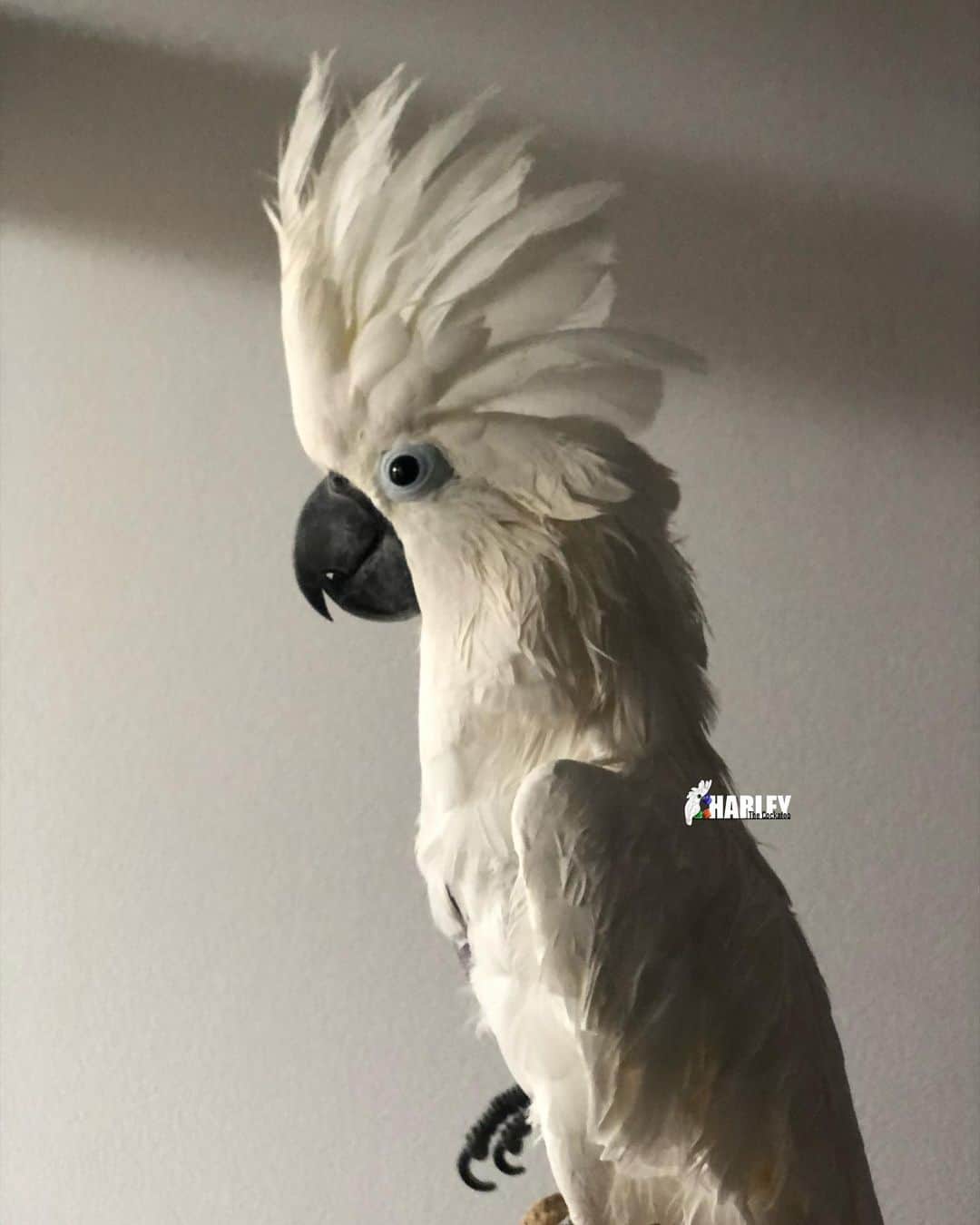? Enjoy Harley's Lifeさんのインスタグラム写真 - (? Enjoy Harley's LifeInstagram)「Goodmorning all , we are fresh and clean 🚿😃😍👍🏻@gizmothesenegal#goodmorning#clean#showertime #parroys#brotherandsister #love#instagood #instagram #instadaily」2月4日 18時04分 - harleythecockatoo