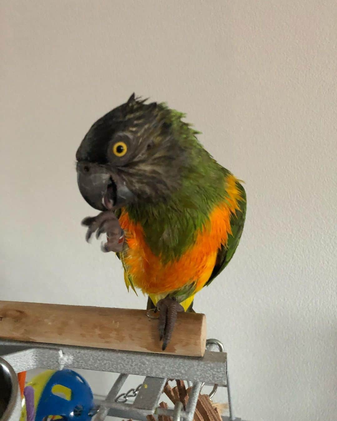 ? Enjoy Harley's Lifeさんのインスタグラム写真 - (? Enjoy Harley's LifeInstagram)「Goodmorning all , we are fresh and clean 🚿😃😍👍🏻@gizmothesenegal#goodmorning#clean#showertime #parroys#brotherandsister #love#instagood #instagram #instadaily」2月4日 18時04分 - harleythecockatoo