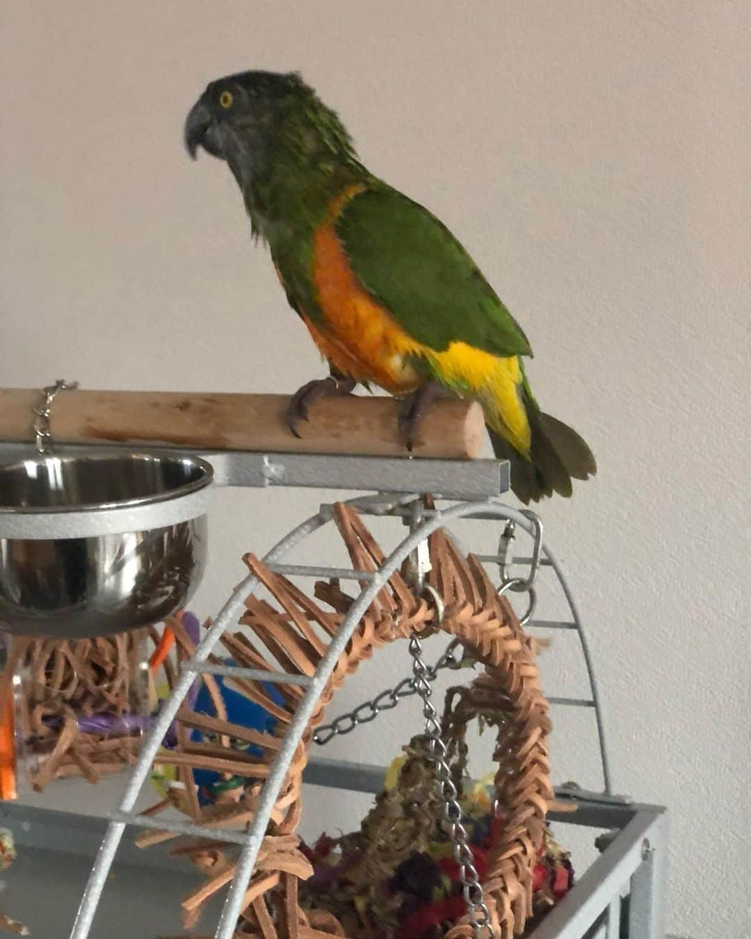 ? Enjoy Harley's Lifeさんのインスタグラム写真 - (? Enjoy Harley's LifeInstagram)「Goodmorning all , we are fresh and clean 🚿😃😍👍🏻@gizmothesenegal#goodmorning#clean#showertime #parroys#brotherandsister #love#instagood #instagram #instadaily」2月4日 18時04分 - harleythecockatoo