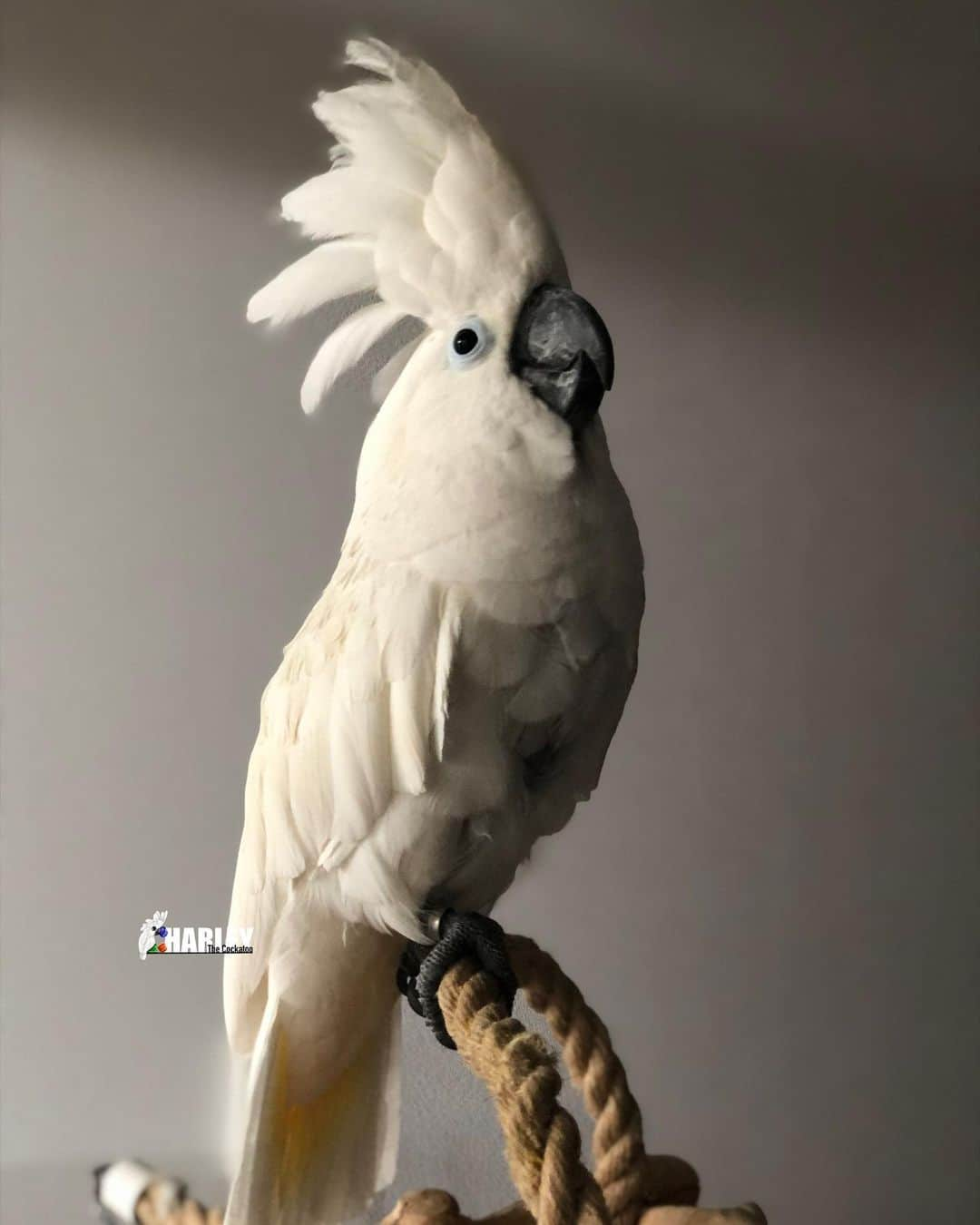 ? Enjoy Harley's Lifeのインスタグラム：「Goodmorning all , we are fresh and clean 🚿😃😍👍🏻@gizmothesenegal#goodmorning#clean#showertime #parroys#brotherandsister #love#instagood #instagram #instadaily」