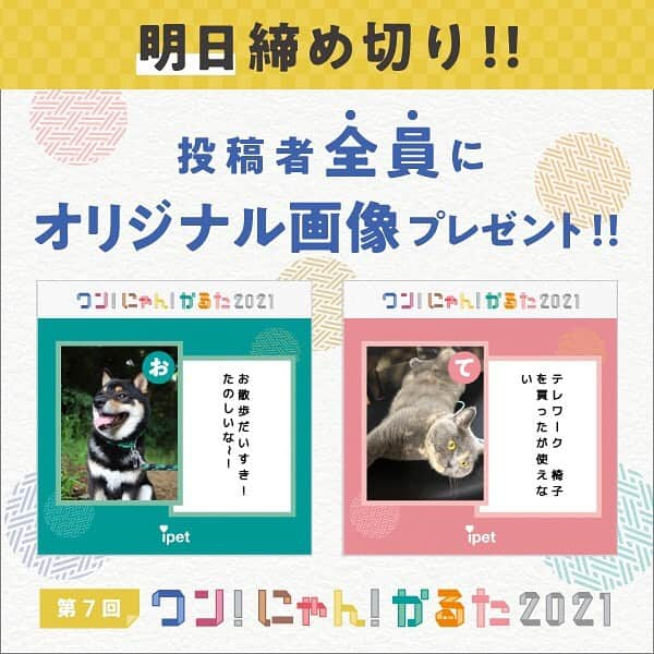 アイペット ペットスナップキャンペーンのインスタグラム：「【⚡明日締め切り⚡】ワン！にゃん！かるた2021⁠⁠ ⁠⠀⁠⁠ 大人気企画もついに明日で終了です❣️⁠⠀⁠⁠ ⁠⠀⁠⁠ 現在までの投稿数は約15,000件となっております！⁠⠀⁠⁠ みなさまで20,000件を目指してみませんか😆!?⁠⠀⁠⁠ ⁠⠀⁠⁠ 1投稿が10円の寄付につながります🎁ので、ぜひこの機会に"うちの子"の写真をたくさん投稿してみてくださいね♪⁠⠀⁠⁠  ⁠⁠ ⁠⠀⁠⠀⁠⠀⁠⠀⁠⠀⁠⠀⁠⠀⁠⠀⁠⠀⁠⁠ 「ワン！にゃん！かるた⁠」の詳細はアイペット公式InstagramのTOPにあるURLからご覧ください👀⁠⠀⁠⠀⁠⠀⁠⠀⁠⠀⁠⠀⁠⠀⁠⠀⁠⠀⁠⁠ ⁠⠀⁠⠀⁠⠀⁠⠀⁠⠀⁠⠀⁠⠀⁠⠀⁠⠀⁠⁠ #ワンにゃんかるた2021 #アイペット #ipet #かるた #フォトコンテスト #キャンペーン #ペット #犬 #愛犬 #いぬすたぐらむ #わんこ #いぬ #犬のいる暮らし #モデル犬になりたい #猫 #ねこ #ネコ #ねこ部 #にゃんすたぐらむ #にゃんこ #にゃんだふるらいふ #モデル猫になりたい #いぬのきもち #犬好きな人と繋がりたい #猫好きさんと繋がりたい #寄付 ⁠ #ペットは家族」