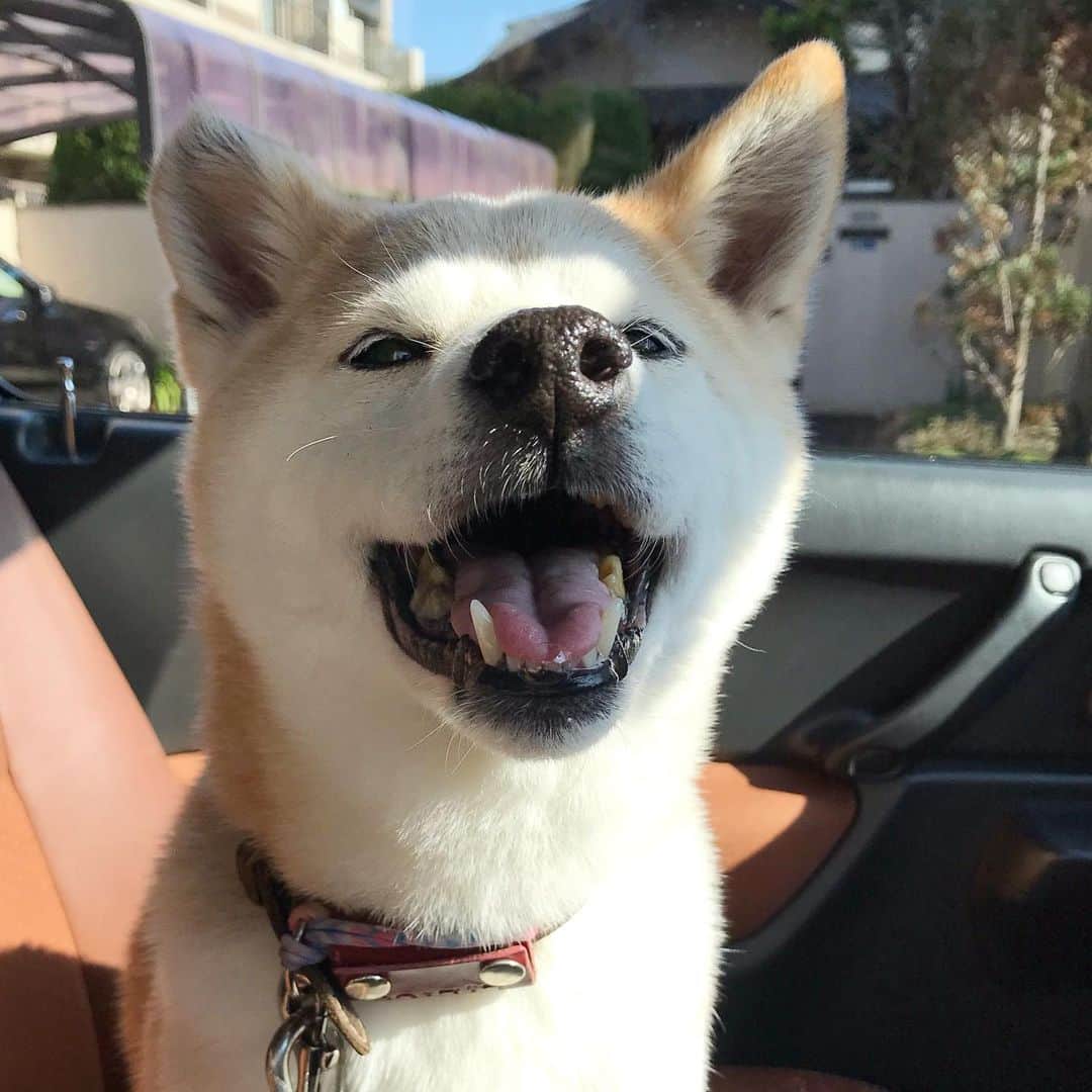 柴犬リリコのインスタグラム：「助手席の可愛い子😍（※停車中です） #ドライブ大好き犬 #可愛いやつめ #笑顔のリリコさん」