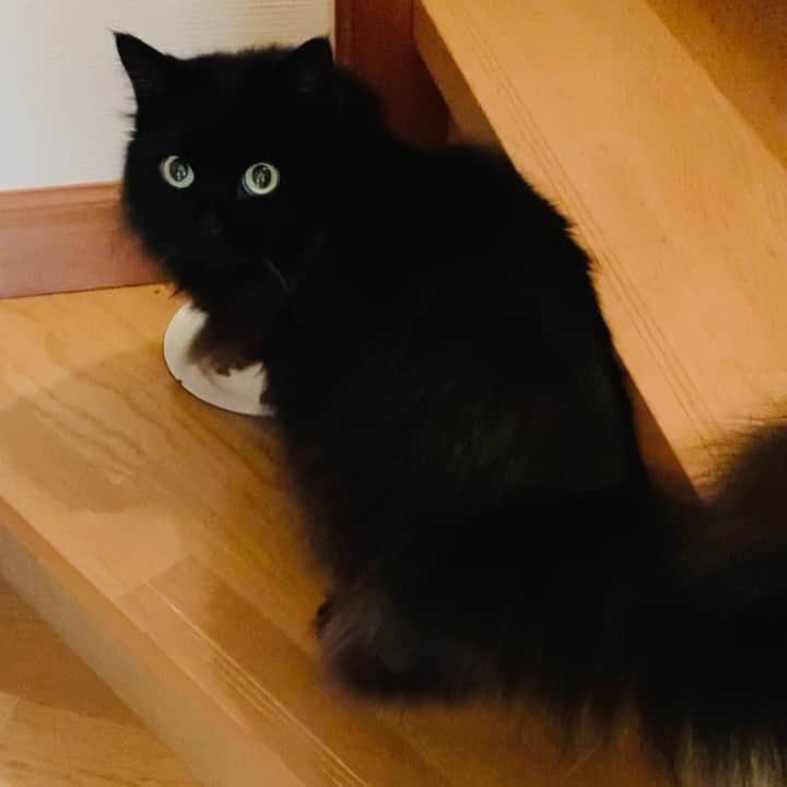 OKAのインスタグラム：「今日は階段で食べたい気分なの  見ててもいい？  #くろねこにんにん」