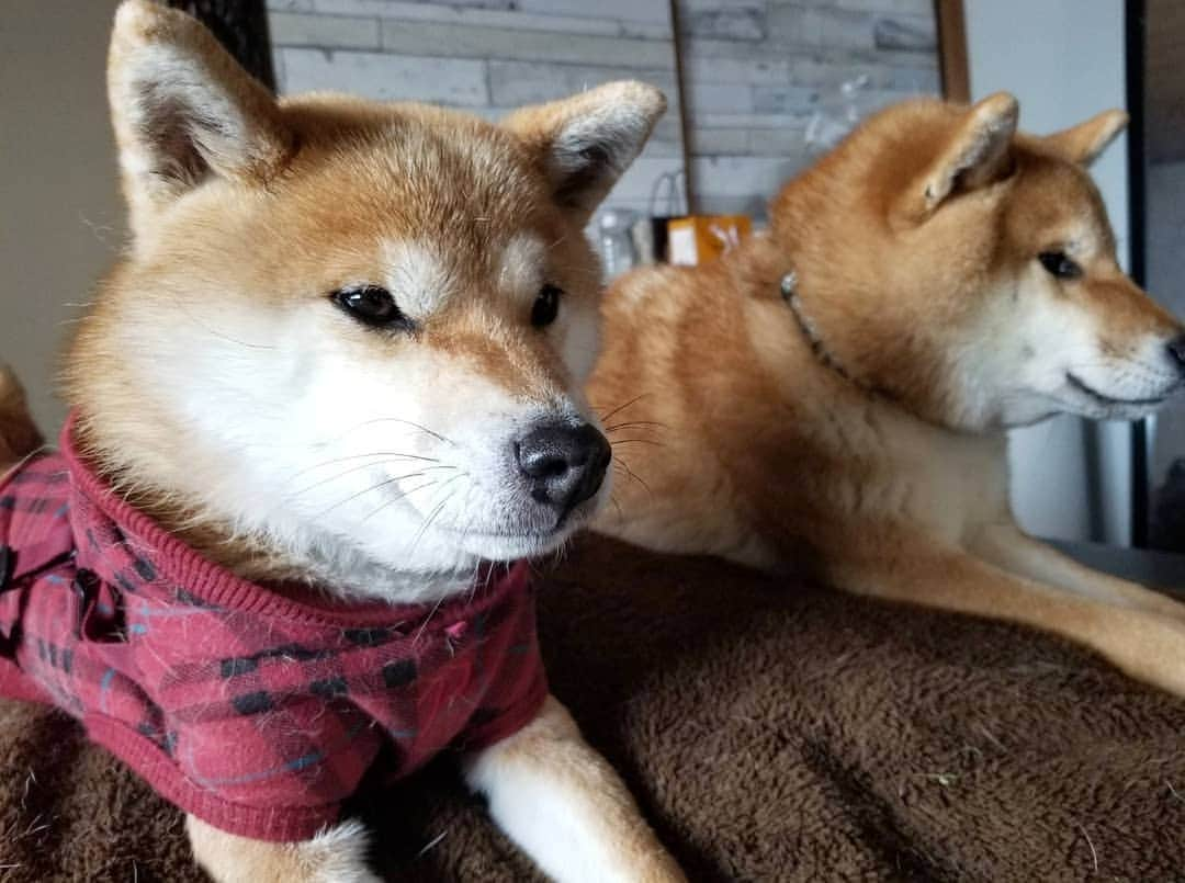 柴犬たま Shibainu Tamaのインスタグラム