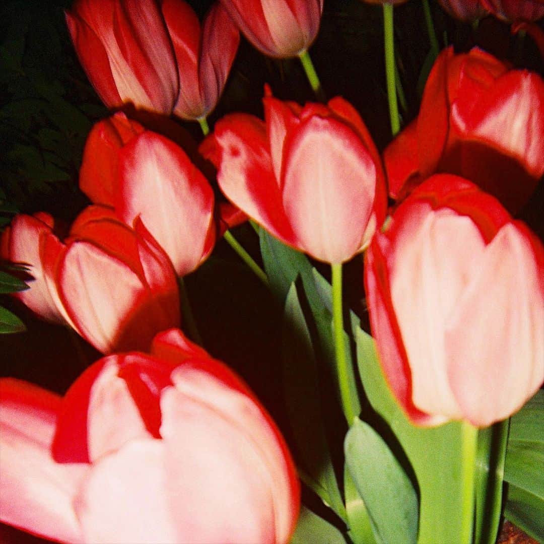 宇井真白のインスタグラム：「🌷 #写ルンです #film」