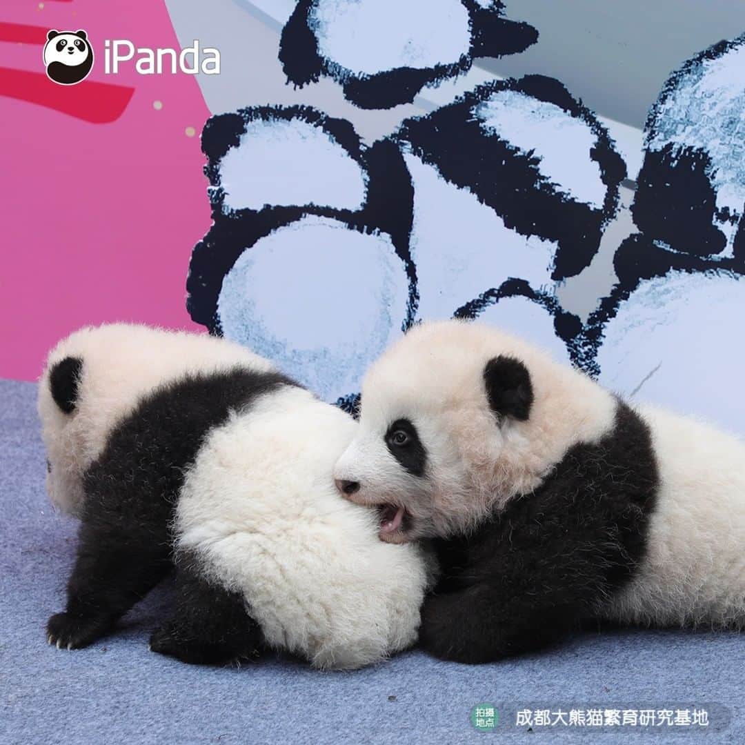 iPandaさんのインスタグラム写真 - (iPandaInstagram)「A pot of "sweet rice dumplings" is served on the Minor New Year.🥳 As the Spring Festival is approaching, nine baby pandas born in 2020 in Chengdu made group debut to send you the best wishes in the Year of the Ox🐃. Hope all the fans can lead a happy life in 2021 and always be accompanied by the people you love.😘😘 🐼 🐼 🐼 #Panda #iPanda #Cute #PandaPic #HappyChineseNewYear #ChineseCulture #BestJobInTheWorld #PandaNews #FBLive」2月4日 18時45分 - ipandachannel