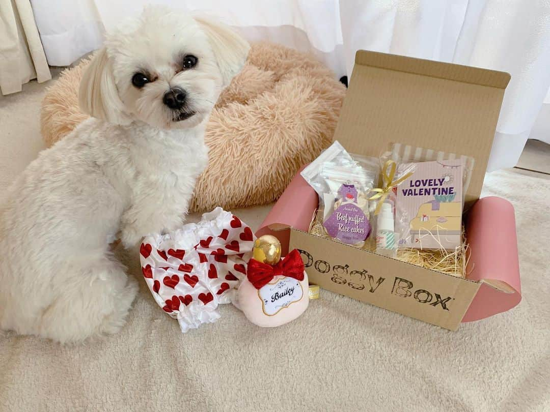 山田菜々さんのインスタグラム写真 - (山田菜々Instagram)「2月の #doggybox が届きました💌  小町にとっては今回が初めてで、おやつの匂いをすぐに嗅ぎ分けていました🍟笑  テーマは【LOVELY VALENTINE】バレンタイン仕様の可愛いおもちゃやおやつがたくさん🍫  愛犬の喜ぶ姿はなによりも幸せ🧸🎈  #doggybox  #ドギボ #pr」2月4日 18時45分 - tannana.yamada