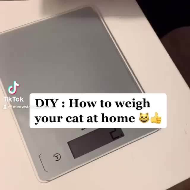 Aww Clubのインスタグラム