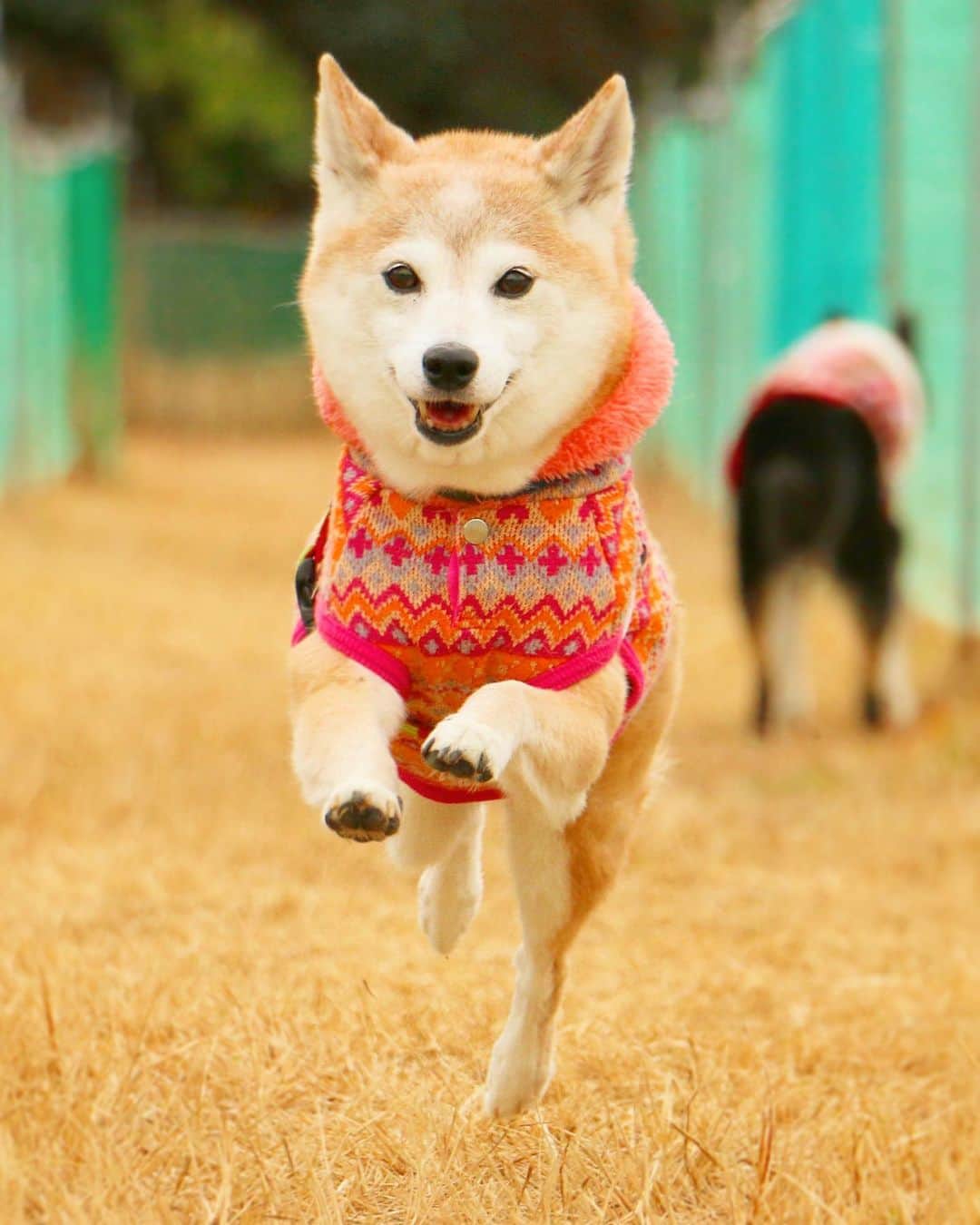 柴犬 けんしろう ゆりあのインスタグラム：「🐕💨  なつかしいドッグランストーリーズ 一緒にたのしんでくれてるみんなありがとうー♡  あたちたちお写真撮る時と別犬でしょ？😎 . . ここからは、お世話係と姉の最近のちょっとおかしなメールのやりとりを✉️🤣  先週末のこと、姉が母の歳の離れた兄(97歳)の介護のお手伝いで、ひと晩叔父の家に泊まることになりました。 ↓ 姉「今おじさんちで夜勤中。そちらもけんちゃんの介護がんばってね！」 私「おはよう！夢見心地だったのに朝目が覚めたら私けんちゃんがもらしたアレちゃんとベランダに出してた！お姉ちゃんおつかれさま。この後はゆっくり寝てね！」 姉「夜勤は無事に、７時に終了しました。それから、家から迎えに来てもらって今まで爆睡してました。1時頃から、2時頃が眠さのピークでついうとうとしてたよ。眠気覚ましに「イケメン」って調べたら、目が覚めるかもと打ち込んだら、「イケメン、犬」。それはもう、イケメンなわん子達に会えましたよ。‥人の女性としては、どうなんだろうと、ちょっと反省しました。」  お姉ちゃん...🤣🤣🤣 . . Location:Chiba(2020年撮影)」