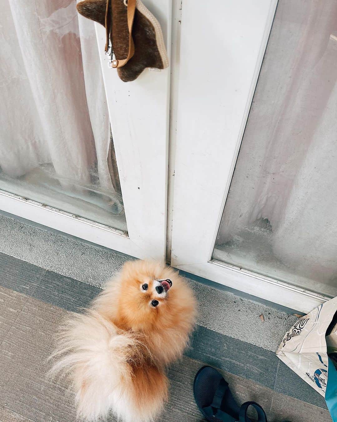 r_oseのインスタグラム：「There’s no place like home🦁〰️ After spending 2 nights at the vet.... now Casey’s so happy to be home❤️」