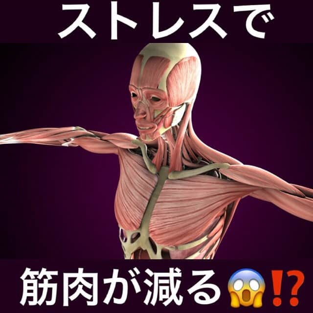 桜梅桃李のインスタグラム：「こんにちは 本日の桜梅桃李コラムは「自粛のストレスで体力が落ちる😱⁉️」です☆ . 「普段の生活と変わらない運動量なのに、ストレスで体力が減った気がする。」とお客様からのお声がありました。 . ・・・その通り！！ 実は、ストレスには筋力を落としてしまうんです。 運動しているのに🤔⁉️ 食事バランス気をつけているのに🤔⁉️ それももちろん大事です。 ですがストレスも発散させないと筋肉は落ちてしまいます😱 その原因の一つとして知られているのはこちら 💁 . 「コルチゾール」 . コルチゾールとは、別名ストレスホルモンと言いストレスを受けると分泌が増えます。 コルチゾールの働きの一つとして、筋肉を分解してエネルギーを産生する働きがあります。 エネルギーを生成するのは素敵なことですが分泌量が多すぎると必要な筋肉が減っていきます😨💦 . 自粛や今の環境でストレスを受けている方が大半だと思いますがストレス発散を 見つけて頂きたいです＼(^o^)／ . ～桜梅桃李スタッフに聞いてみたストレス発散法～ ●カラオケ 外のカラオケ施設にはいけないのでカラオケアプリをとってお風呂で発散してます✧٩(ˊωˋ*)و✧ ●ワンちゃんや猫ちゃんを愛でる ●自然を感じれるところに行く ●人とお話しする ●お散歩 ●発声（大声を出す） ●入浴 ●睡眠 ●物づくり ●料理・土いじり などなど 因みに相崎のストレス発散方法は・・・赤ちゃんの動画を見るです(๑ ิټ ิ)ﾍﾍｯ . ストレスを減らして体力維持、そして、健康な状態で、疫病の収束を待ち構えましょうね☺💕 . . #桜梅桃李コラム #筋力 #ストレス発散 #筋力低下 #コルチゾール #大阪エステ #梅田エステ #三宮エステ #神戸エステ」