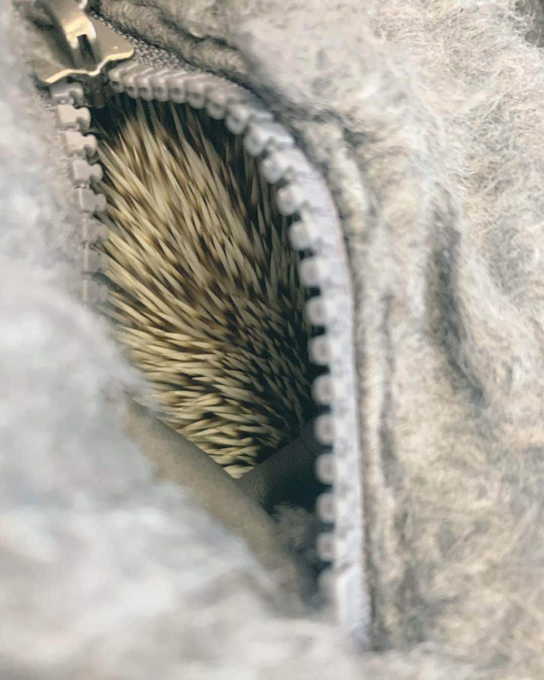 fumikaのインスタグラム：「What's in my pocket?  . . .  #Hedgehog #tawao #inmypocket」